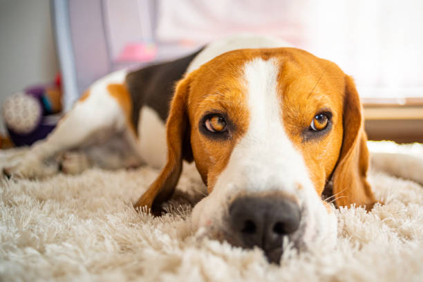 istock Dog beagle breed sleeps on carpet 1157839897