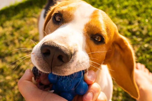 istock Dog Tug-of-War Game in summer 1157840122