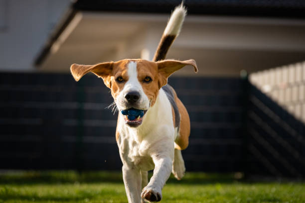 istock Beagle dog with a ball on a green meadow during spring,summer runs towards camera with ball 1157840171