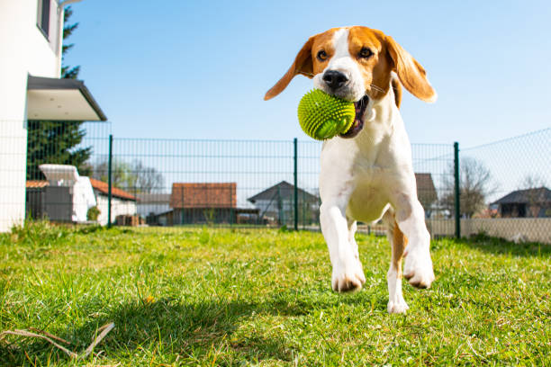 istock Beagle dog fun in garden outdoors run 1157840249