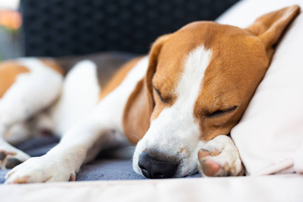 istock Beagle dog sleeping outdoors on a garden sofa 1157840917