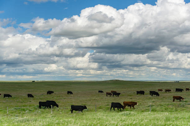 istock Cows Grazing, South Dakota 1157841478