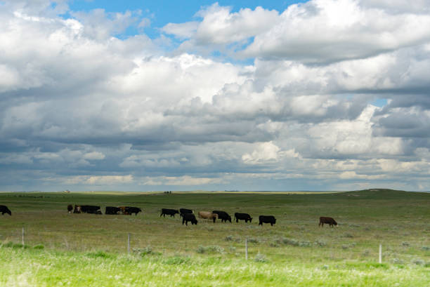 istock Cows Grazing, South Dakota 1157842751