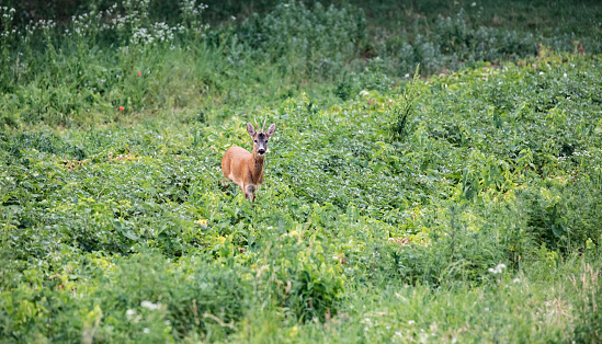 Deer Walking on Agricultural Field.