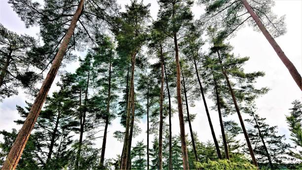 istock Low Angle View of Cedar Trees in Nagano Japan 1157845727
