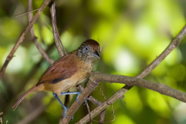 anthrike barré femelle, thamnophilus doliatus - green woods forest southern brazil photos et images de collection