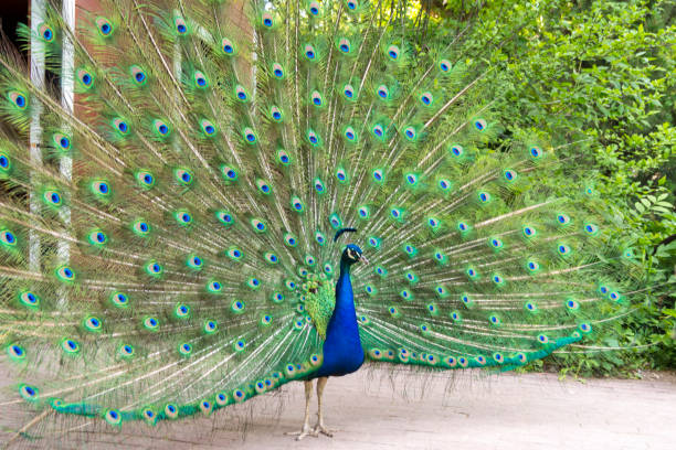 Peacocks