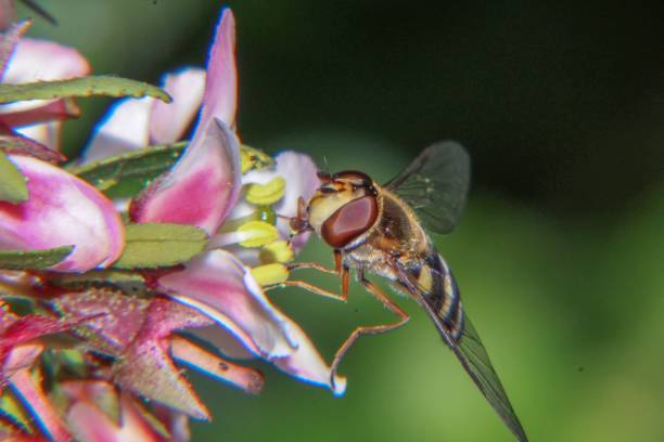 Nectar Fly 190+ Beadle Stock Photos, Pictures & Royalty-Free Images - iStock