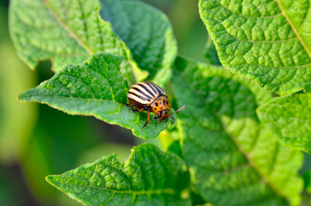 lo scarabeo del colorado mangia giovani foglie di patate. - brindled foto e immagini stock