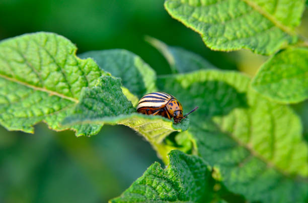 istock Colorado beetle eats a potato leaves young. 1157852164