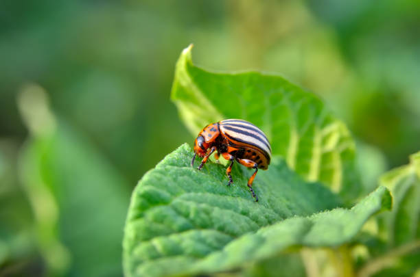 istock Colorado beetle eats a potato leaves young. 1157852217