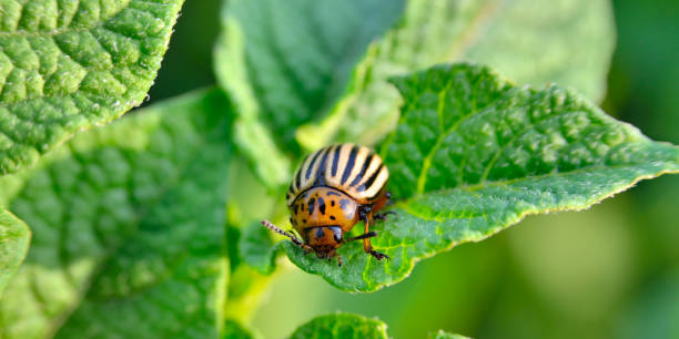 콜로라도 딱정벌레는 어린 감자 잎을 먹는다. - brindled 뉴스 사진 이미지