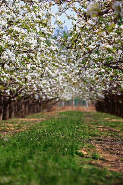 istock Blooming pear flower, very beautiful 1157852318