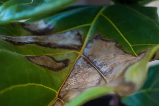 Photo of An under watered fiddle leaf fig plant with brown spots.