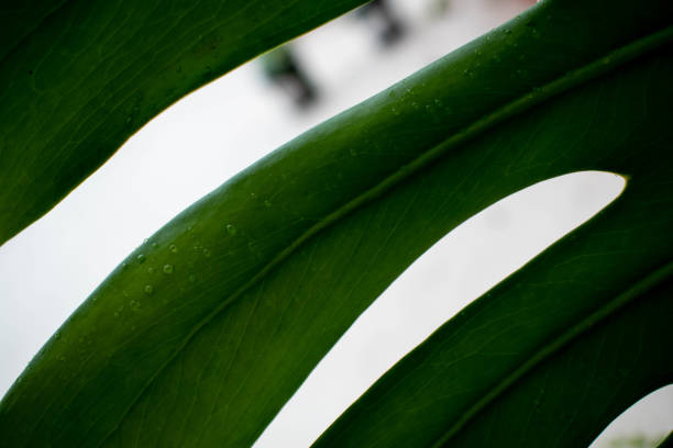 istock Close up macro shot of a monstera leaf on a white background 1157854612