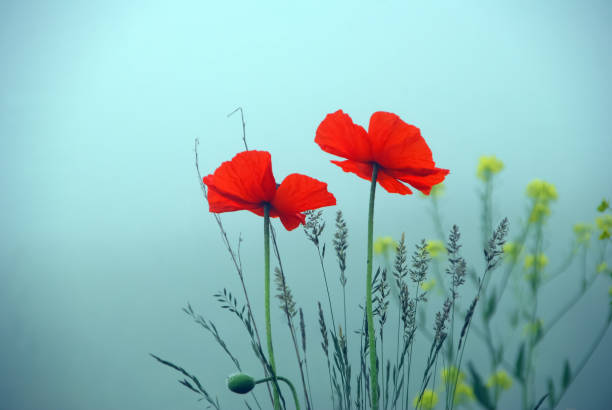 two poppies in the fog.