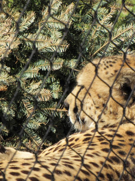 istock Cheetah At The Zoo 1157856611