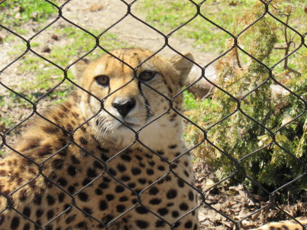istock Cheetah At The Zoo 1157856618