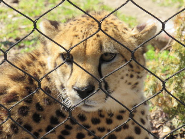 istock Cheetah At The Zoo 1157856686