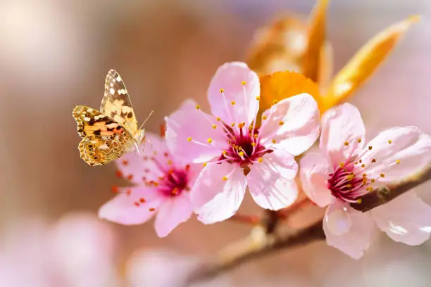 Photo of Butterfly  on cherry flowers