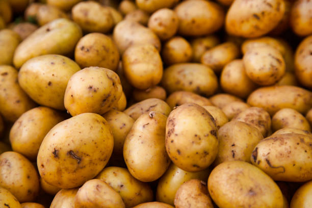 농부의 시장에서 감자 - new potato raw potato freshness organic 뉴스 사진 이미지