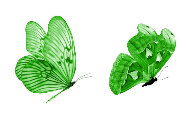 istock beautiful two green butterflies isolated on white background 1157858421