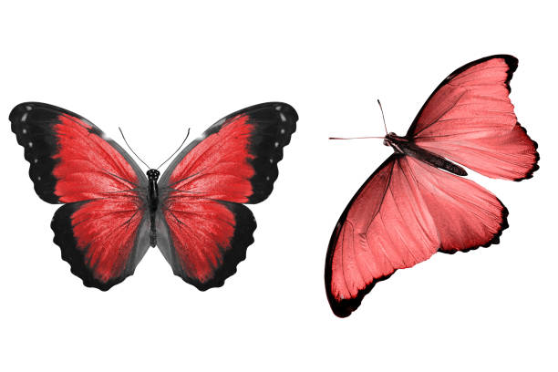 istock beautiful two red butterflies isolated on white background 1157858524