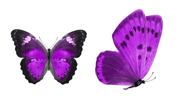 istock beautiful two purple butterflies isolated on white background 1157858539