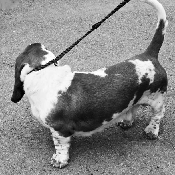 istock Basset Hound Blues 1157858674