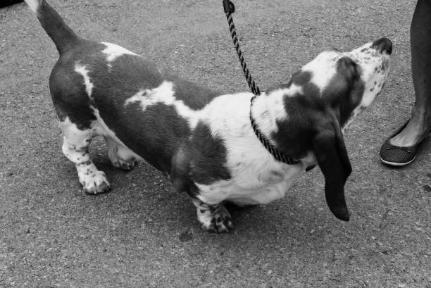 istock Basset Hound Blues 1157858677