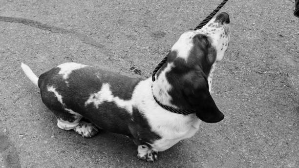 istock Basset Hound Blues 1157858679
