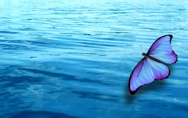 istock colored tropical butterfly on a background of blue water 1157859413