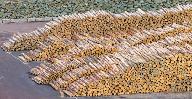 istock Stacks of logs piled up for export 1157862790