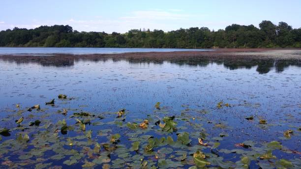 istock A Lake and Lily Pads in a Nature Preserve 1157863867