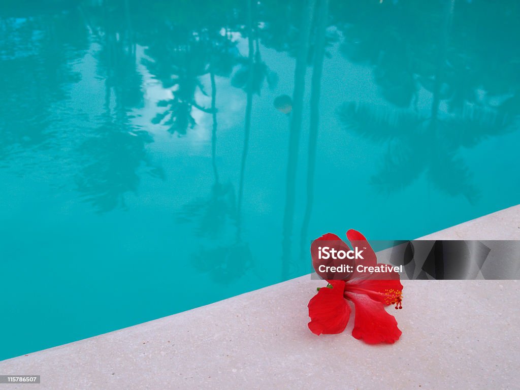 pool Reflexion, Hibiskus Blume am Rand des Swimmingpools - Lizenzfrei Eibisch - Tropische Blume Stock-Foto