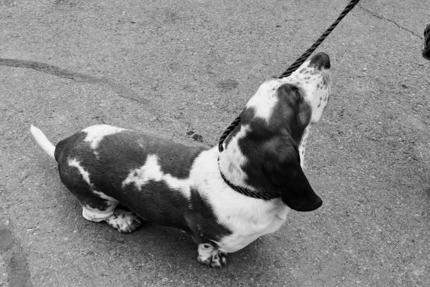istock Basset Hound Blues 1157866873