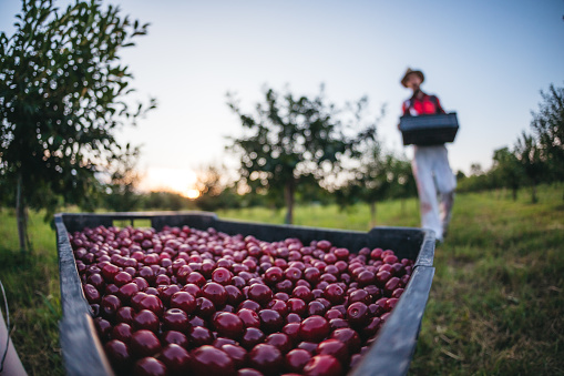 Farmer Picking Cherries