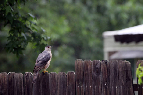 Cooper's Hawk Perched on Wooden Fence stock photo