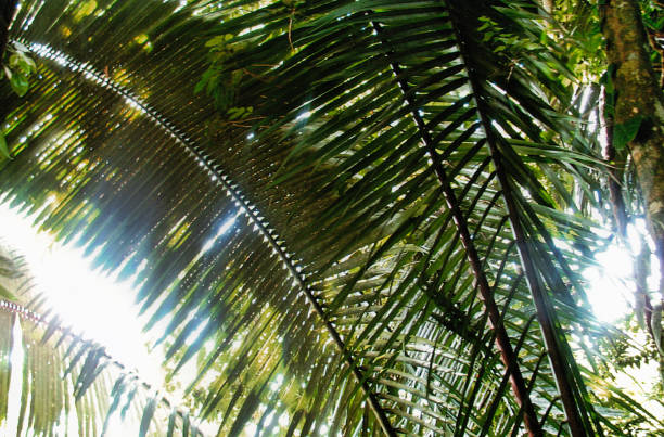 istock Sun shining through palm fronds 1157872595