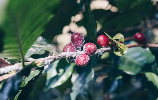 Photo of Fungus on coffee seed, lack of quality coffee. Cherry coffee beans on the branch of coffee plant before harvesting.