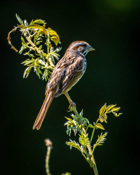 istock Small  birds in the garden 1157874056