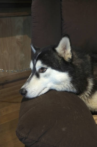 istock Close-up head of Siberian Husky 1157878432