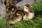 ducklings-kuscheln-in-grass.jpg?b=1&s=170x170&k=20&c=J-F_tNeru1eBe7Mbef8KX0gicRYoTczfkgs0TEsiC-0=