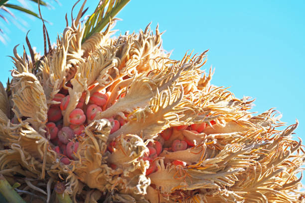 Cycas revoluta