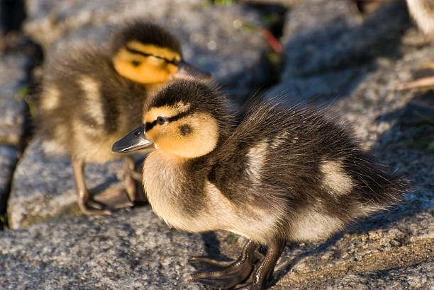 istock Small ducklings at sunrise 115787960