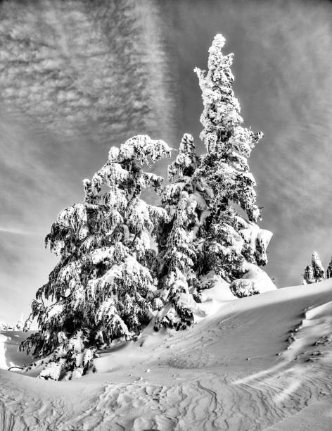 istock snow covered pine trees in black and white 1157880394