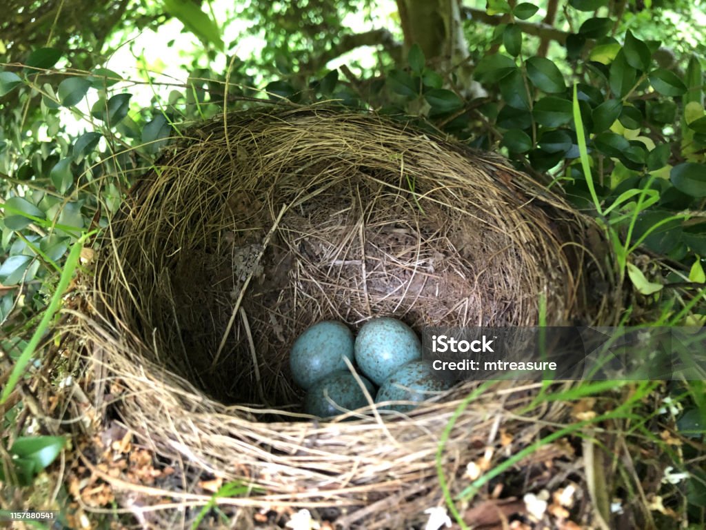 Hình Ảnh Tổ Yến Hoang Dã Với Trứng Chim Đen Màu Nâu Lốm Đốm Và ...