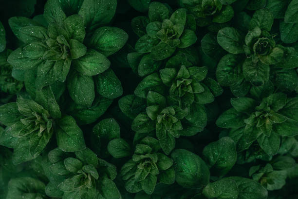 istock Bright green leaves top view minimalistic background 1157881498