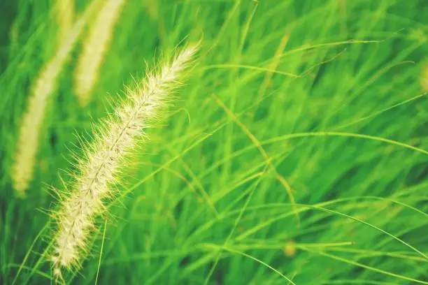 Photo of natural fresh ruby grass abstract background close up