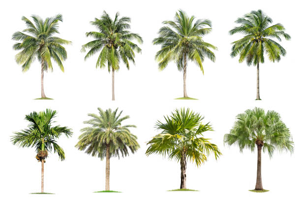 istock Coconut and palm trees Isolated tree on white background , 1157882676
